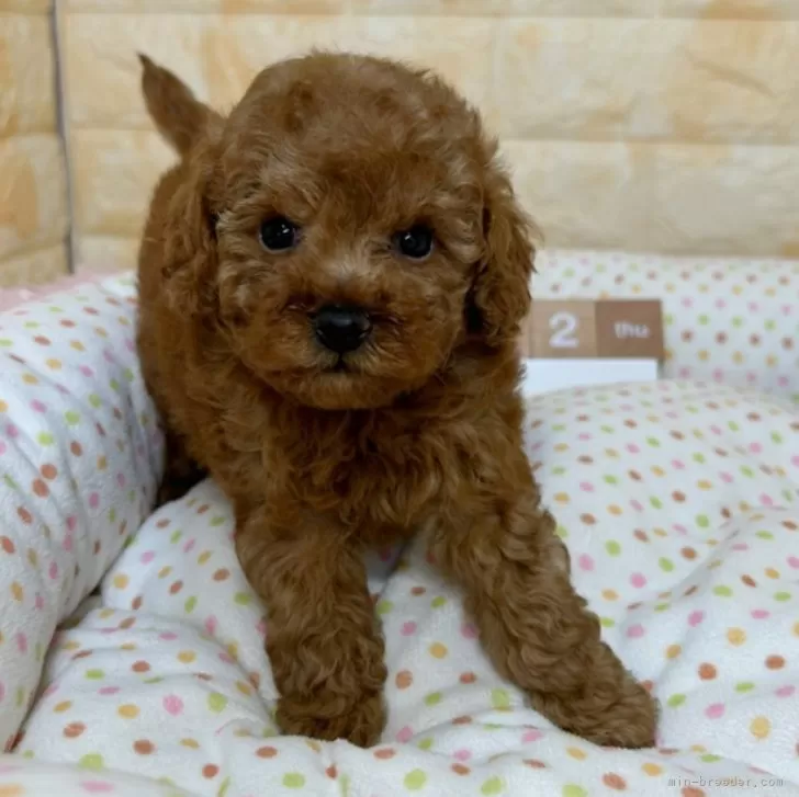 ゆり 様のお迎えした子犬