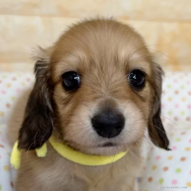 にょん 様のお迎えした子犬