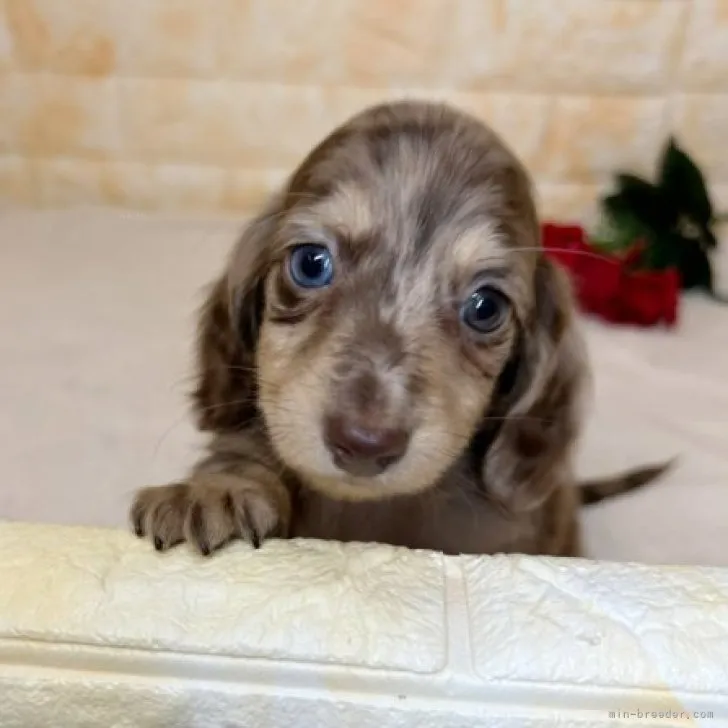 らむ 様のお迎えした子犬