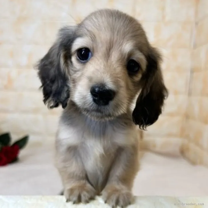 ふらおはな 様のお迎えした子犬