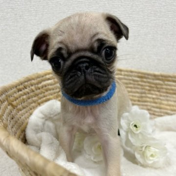 パグ【岐阜県・男の子・2023年11月3日・フォーン】の写真「兄弟で1番小柄な男の子です🐶」