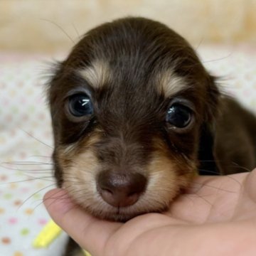 カニンヘンダックスフンド(ロング)【岐阜県・女の子・2024年7月24日・チョコ&イエロー】の写真「総額表示🌟幼いお顔立ちの女の子☺️」