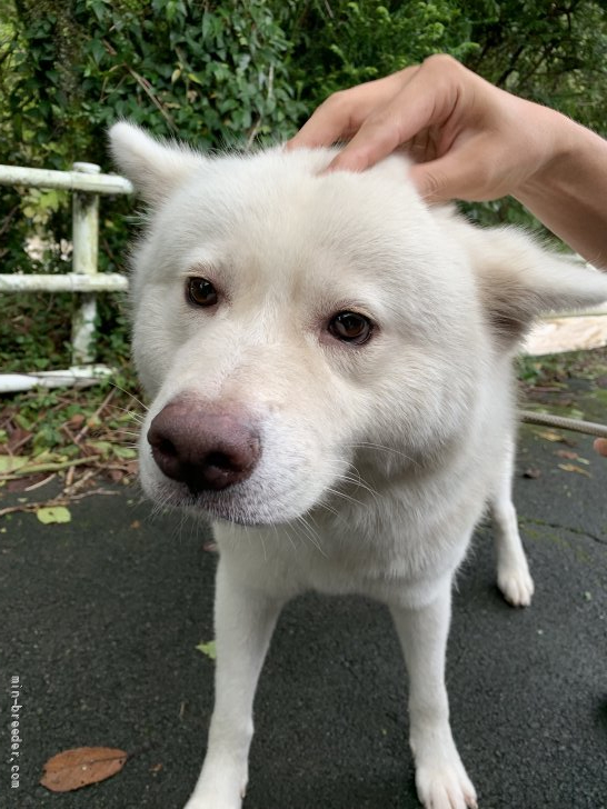 庄内　康晴(しょうない　やすはる)ブリーダー(静岡県・秋田犬・日本犬保存会登録)の紹介写真1