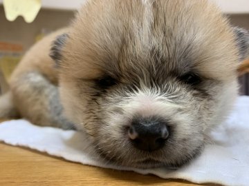 秋田犬【静岡県・男の子・2021年10月12日・赤】の写真「お父さん譲りの赤毛の男の子です」