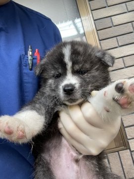 秋田犬【静岡県・男の子・2021年10月12日・霜降虎】の写真「すくすく成長中です。」