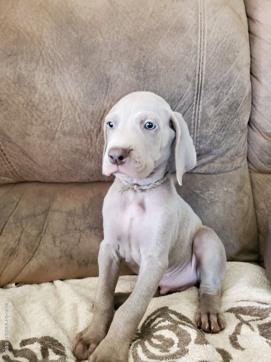 ワイマラナー 北海道 男の子 21年5月8日 グレー 父犬外産 母犬チャンピオンのかわいい子犬です みんなのブリーダー 子犬 Id 2107