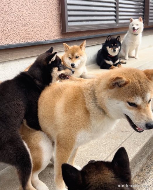 ワンちゃん達はのびのび暮らしています☺️｜川原　大貴(かわはら　だいき)ブリーダー(福岡県・柴犬・日本犬保存会/KCジャパン登録)の紹介写真5