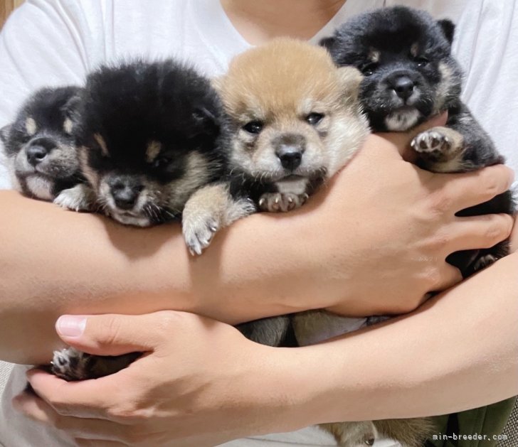 🐶🐶🐶🐶｜川原　大貴(かわはら　だいき)ブリーダー(福岡県・柴犬・日本犬保存会/KCジャパン登録)の紹介写真6