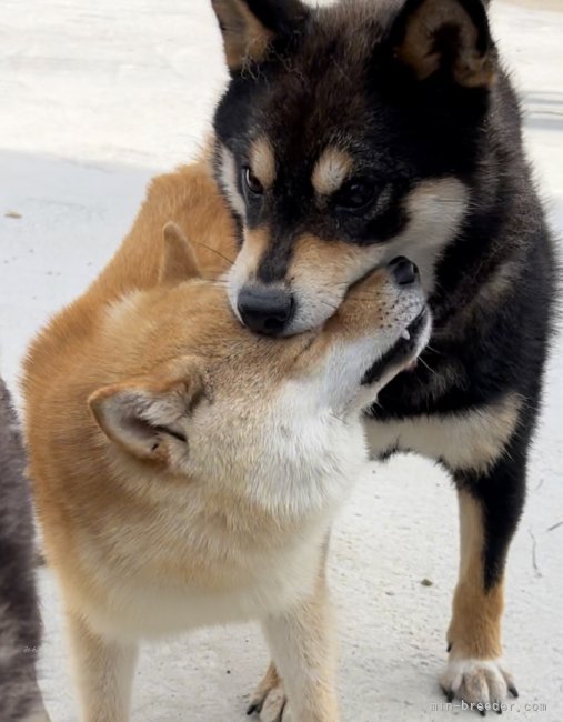 パクっ☺️｜川原　大貴(かわはら　だいき)ブリーダー(福岡県・柴犬・日本犬保存会/KCジャパン登録)の紹介写真7