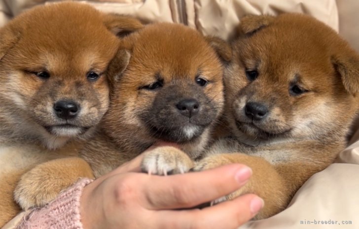 川原　大貴(かわはら　だいき)ブリーダー(福岡県・柴犬・日本犬保存会/KCジャパン登録)の紹介写真9