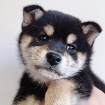 柴犬(標準サイズ)【福岡県・女の子・2024年10月9日・赤】の写真「可愛い黒柴の女の子🐶✨」