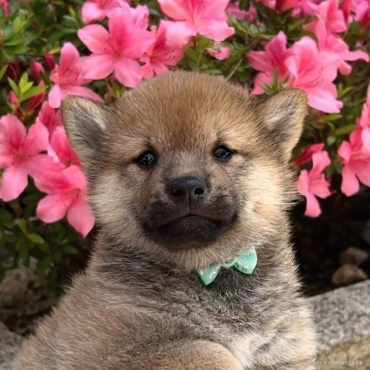 柴犬(標準サイズ)【福岡県・男の子・2024年3月26日・赤】の写真1「可愛い男の子🐶✨」