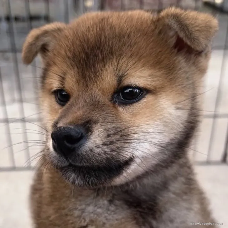 SO 様のお迎えした子犬