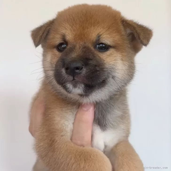 柴犬(標準サイズ)【福岡県・女の子・2024年7月29日・赤】の写真1「ばりかわ🥰ぜひ会いに来て下さい🙇‍♂️」