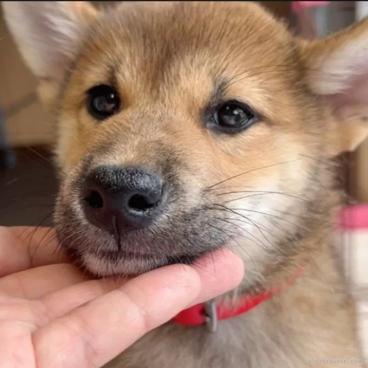 しっかりとした柴の男の子🐶✨ | 柴犬(標準サイズ)