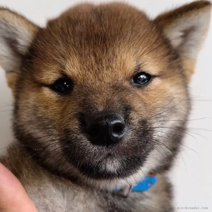 小ぶりの赤柴の男の子🐶✨ | 柴犬(標準サイズ)