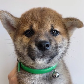 柴犬(標準サイズ)【福岡県・男の子・2024年8月20日・赤】の写真「小ぶり💁
可愛い柴の男の子🐶✨」