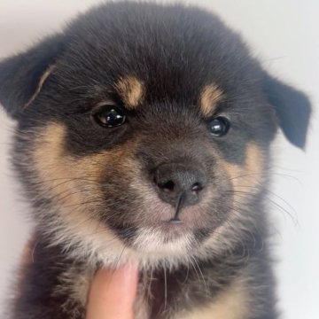 柴犬(標準サイズ)【福岡県・女の子・2024年7月29日・黒】の写真「可愛い黒柴の女の子🐶✨」