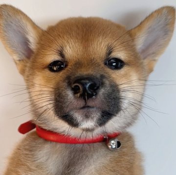 柴犬(標準サイズ)【福岡県・女の子・2024年7月29日・赤】の写真「子ぶりの可愛い柴の女の子🐶✨」