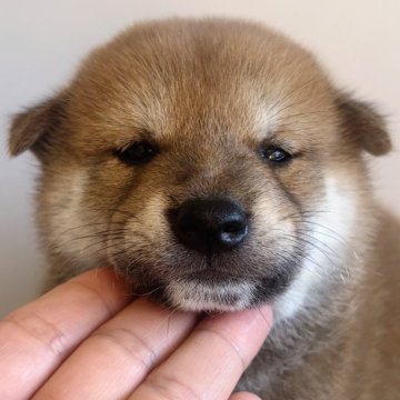 柴犬(標準サイズ)【福岡県・男の子・2024年8月13日・赤】の写真「可愛い柴の男の子🐶✨」