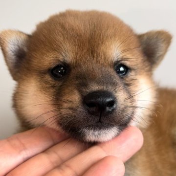 豆柴【福岡県・男の子・2024年8月6日・赤】の写真「可愛い男の子🐶✨」