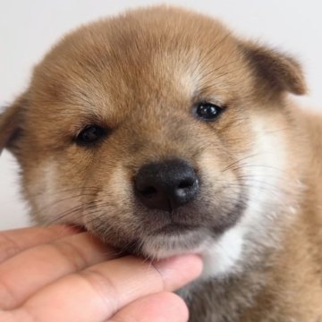 柴犬(標準サイズ)【福岡県・男の子・2024年8月13日・赤】の写真「可愛い柴の男の子🐶✨」