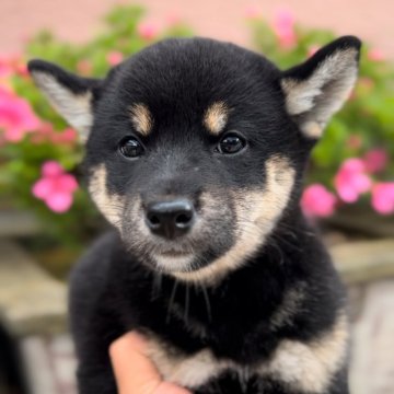 柴犬(標準サイズ)【福岡県・女の子・2024年3月12日・黒】の写真「良質で可愛い女の子🐶✨」