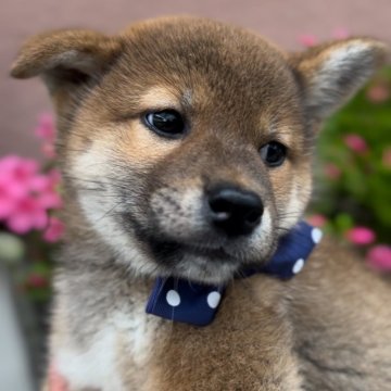 柴犬(標準サイズ)【福岡県・男の子・2024年3月12日・赤】の写真「良質で可愛い男の子🐶✨」