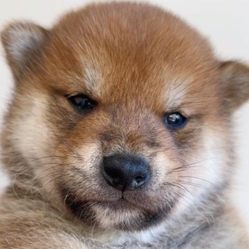 柴犬(標準サイズ)【福岡県・男の子・2024年10月9日・赤】の写真「可愛い柴の男の子🐶✨」