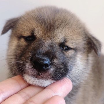 柴犬(標準サイズ)【福岡県・男の子・2024年8月13日・赤】の写真「可愛い柴の男の子🐶✨」