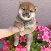 柴犬(標準サイズ)【福岡県・女の子・2024年4月2日・赤】の写真1「綺麗なお顔で可愛いです🐶✨」