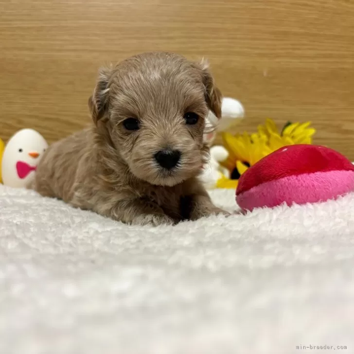 N.Y 様のお迎えした子犬