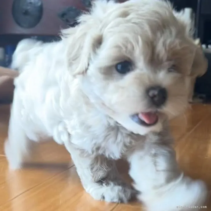 ゼシカ 様のお迎えした子犬