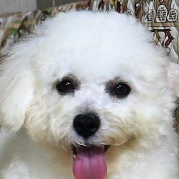 ボロニーズ【福岡県・男の子・2022年1月4日・ホワイト】の写真「希少犬種日本では珍しい犬種です」