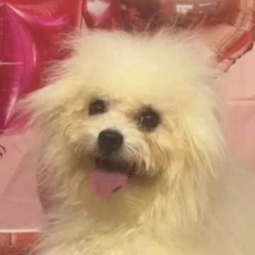 ボロニーズ【福岡県・女の子・2024年1月2日・ホワイト】の写真「希少犬種ボロニーズ　日本では凄く可愛い珍しい犬種」