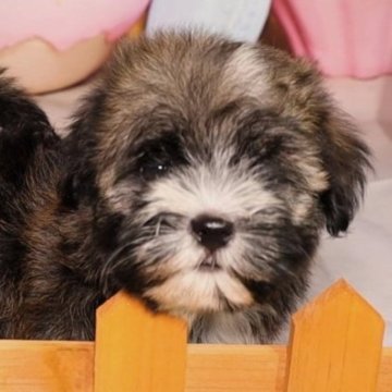 ハバニーズ【福岡県・女の子・2023年7月12日・レッドセイブル】の写真「希少犬種ハバニーズは日本では凄く珍しい犬種です」