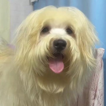 ハバニーズ【福岡県・男の子・2023年10月19日・クリーム】の写真「希少犬ハバニーズ　とっても可愛い元気な男の子です」