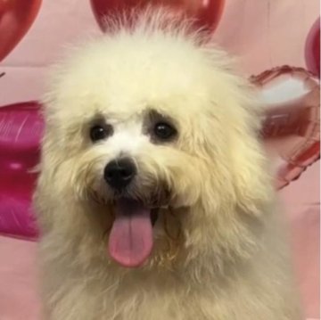 ボロニーズ【福岡県・男の子・2024年2月16日・ホワイト】の写真「希少犬種ボロニーズ　日本では凄く可愛い珍しい犬種」