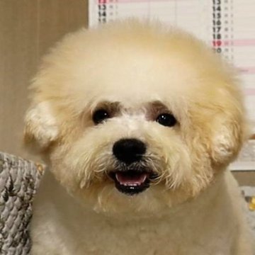 ボロニーズ【福岡県・男の子・2022年7月14日・ホワイト】の写真「希少犬種日本では凄く珍しい犬種です」