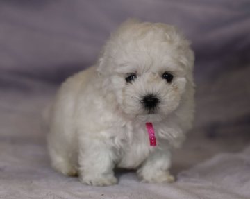 ボロニーズ【福岡県・男の子・2021年3月4日・ホワイト】の写真「希少犬ボロニーズの子犬です　」