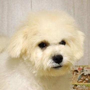 ボロニーズ【福岡県・男の子・2022年7月14日・ホワイト】の写真「希少犬種日本では凄く珍しい犬種です」