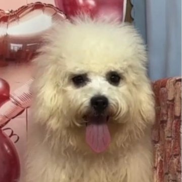 ボロニーズ【福岡県・男の子・2024年2月16日・ホワイト】の写真「希少犬種ボロニーズ　日本では凄く可愛い珍しい犬種」