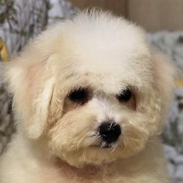 ボロニーズ【福岡県・男の子・2022年6月30日・ホワイト】の写真「希少犬種日本では凄く珍しい犬種です」