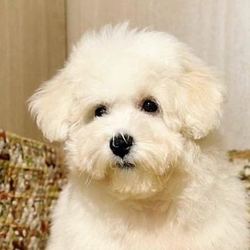 ボロニーズ【福岡県・男の子・2022年8月5日・ホワイト】の写真「希少犬種日本では凄く珍しい犬種です」