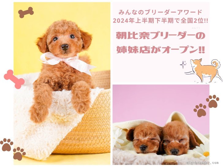 こんにちは！杉山ブリーダーです🐶朝比奈ブリーダーの姉妹店としてオープンしました🌟｜杉山　晴菜(すぎやま　はるな)ブリーダー(神奈川県・トイプードルなど・JKC登録)の紹介写真1