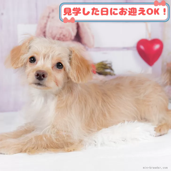 N.U 様のお迎えした子犬