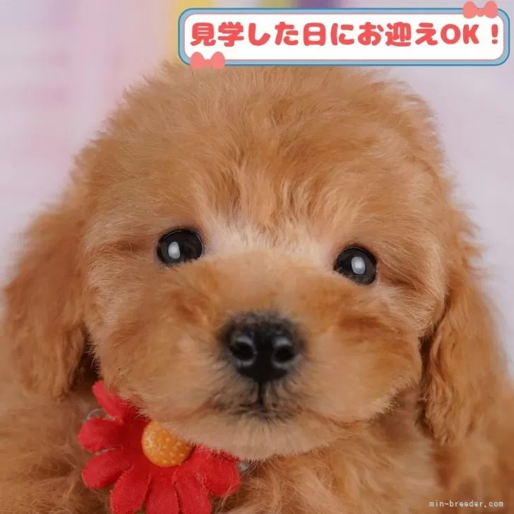 Y.Ｉ 様のお迎えした子犬