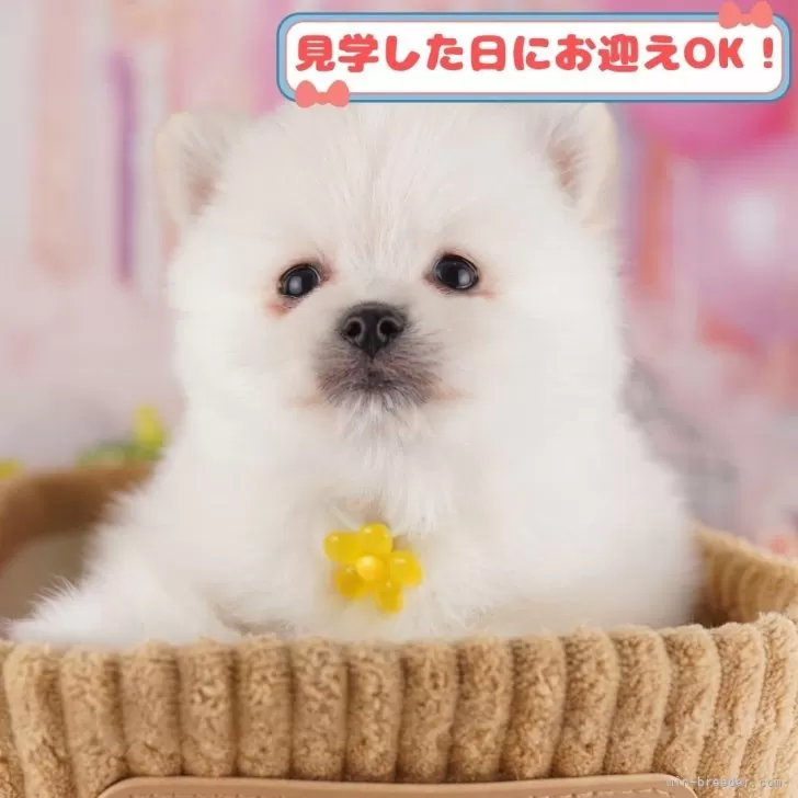 ももさん 様のお迎えした子犬