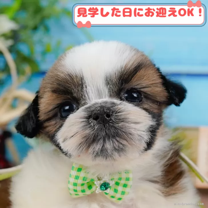 T.K 様のお迎えした子犬