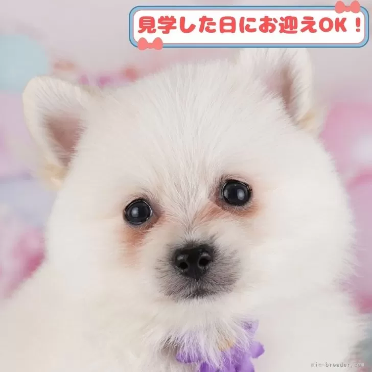 ヒデ 様のお迎えした子犬